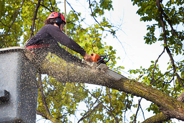 Best Palm Tree Trimming  in Wilson, AR